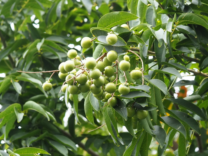 Sapindus mukorossi
