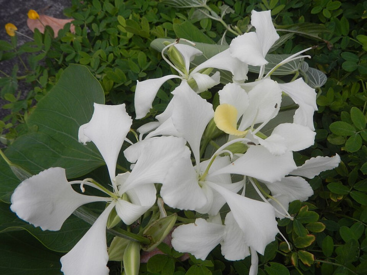 Bauhinia malabarica