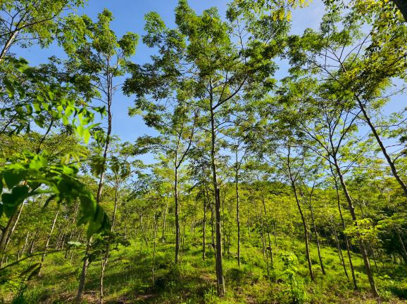 Caesalpinia velutina