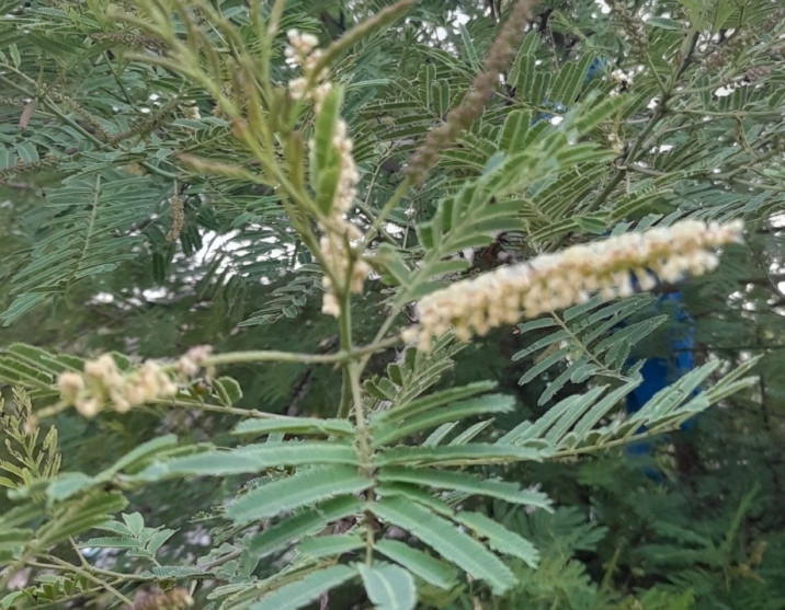 Senegalia catechu