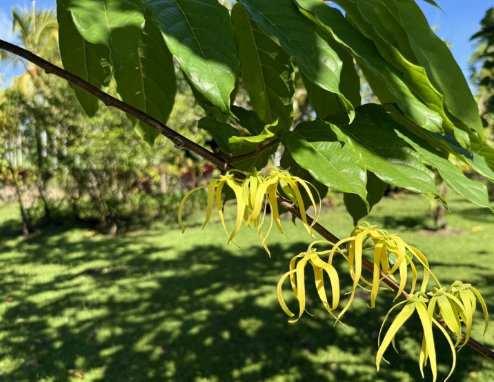 Cananga odorata