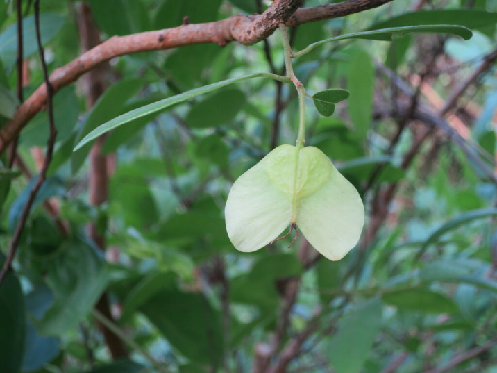 Hymenocardia acida