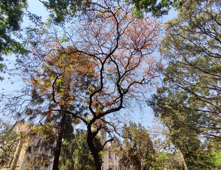 Cassia moschata