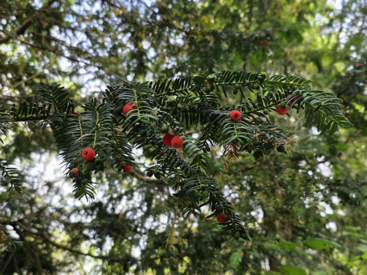 Taxus baccata