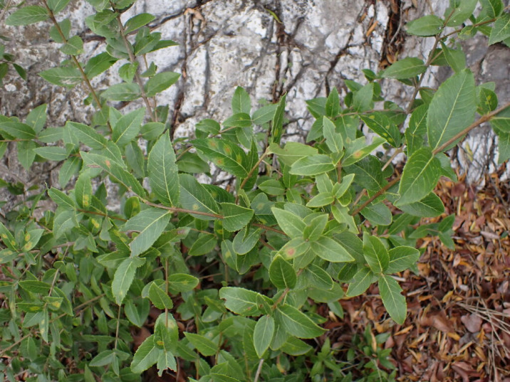 Phillyrea latifolia