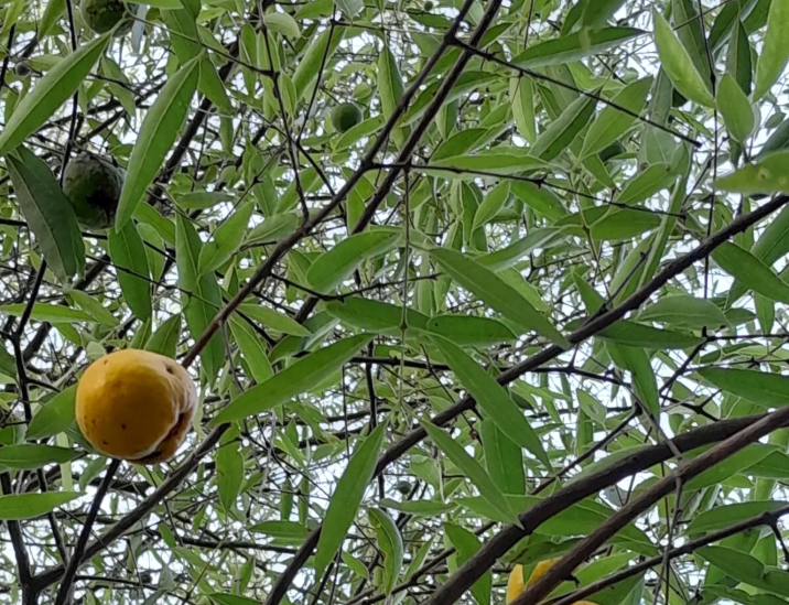 Eugenia myrcianthes