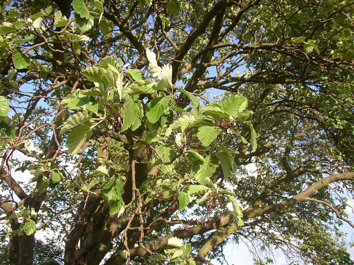 Sorbus aria