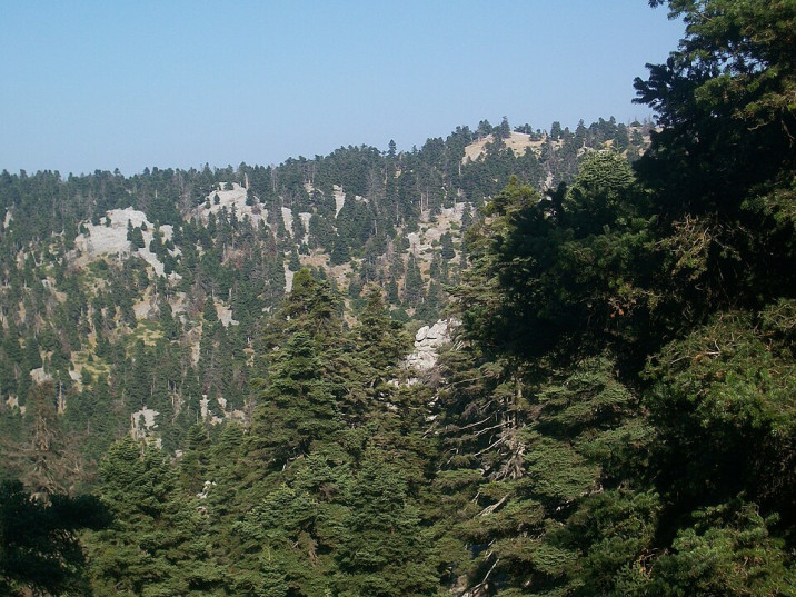 Abies cephalonica