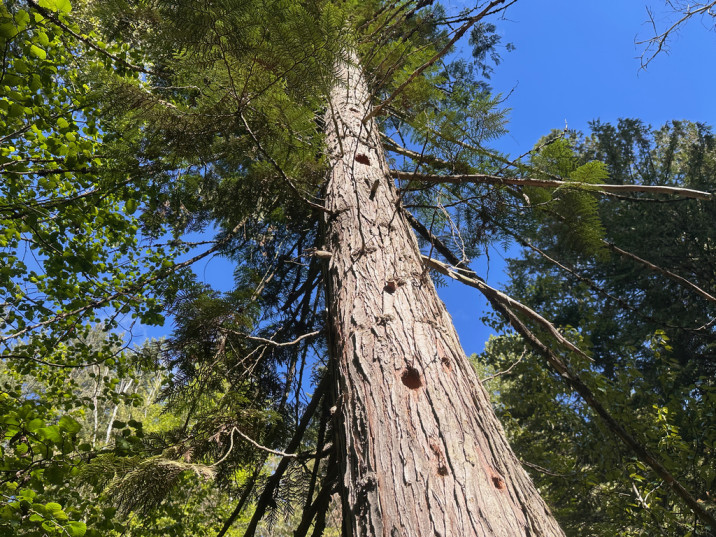 Thuja plicata