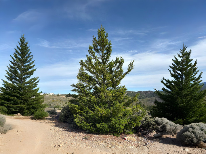 Pseudotsuga menziesii