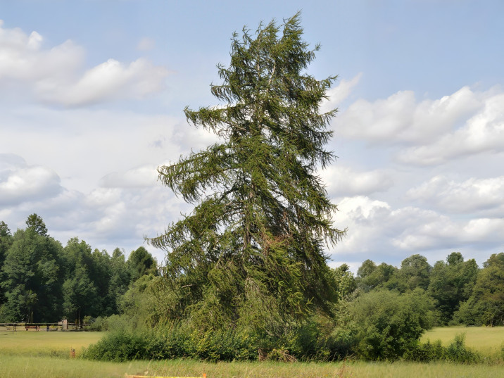 Larix decidua