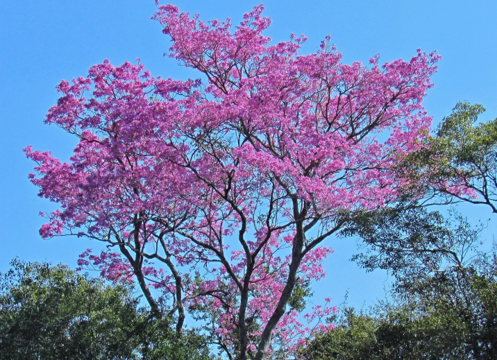 Handroanthus heptaphyllus