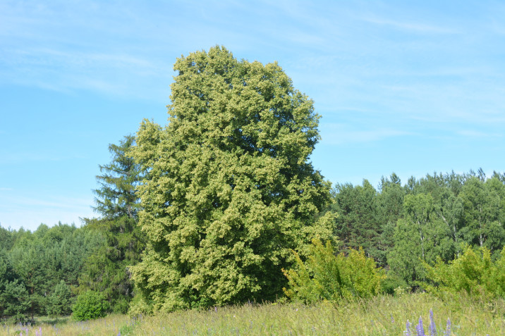 Tilia cordata