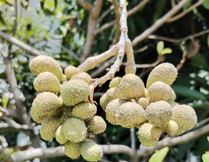 Michelia champaca