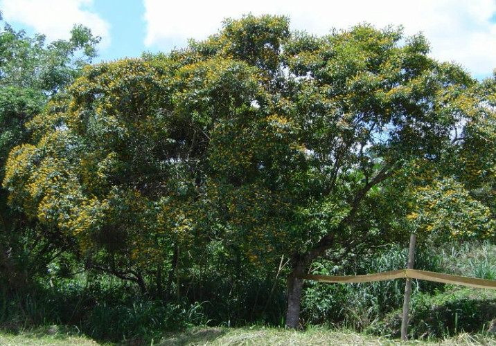 Byrsonima crispa