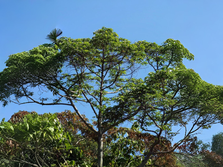 Trema orientalis