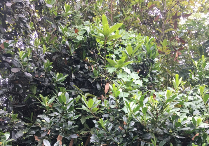 Myrsine guianensis