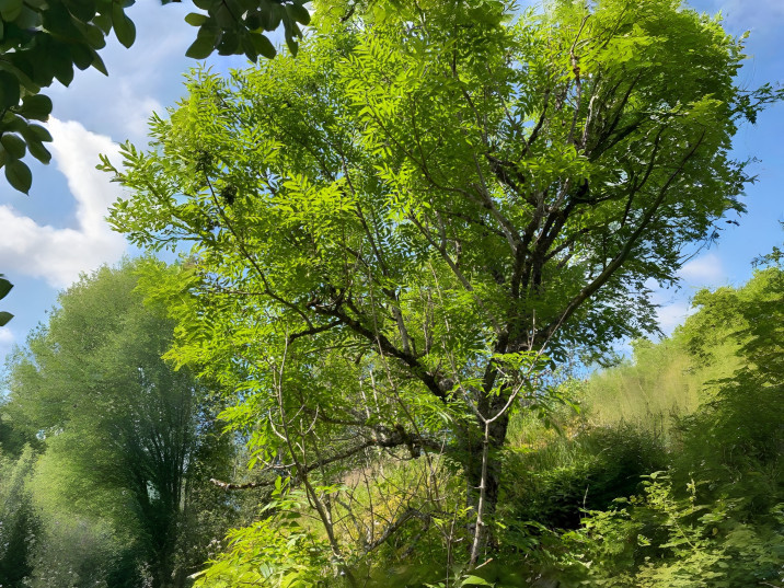 Fraxinus excelsior