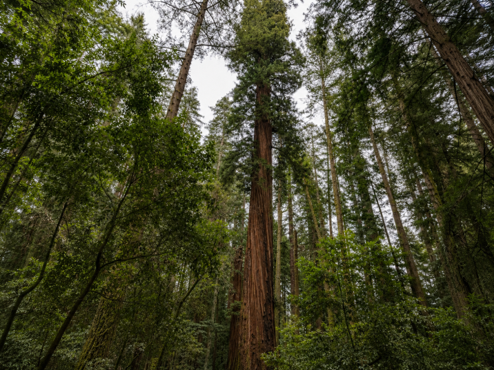 Sequoia sempervirens