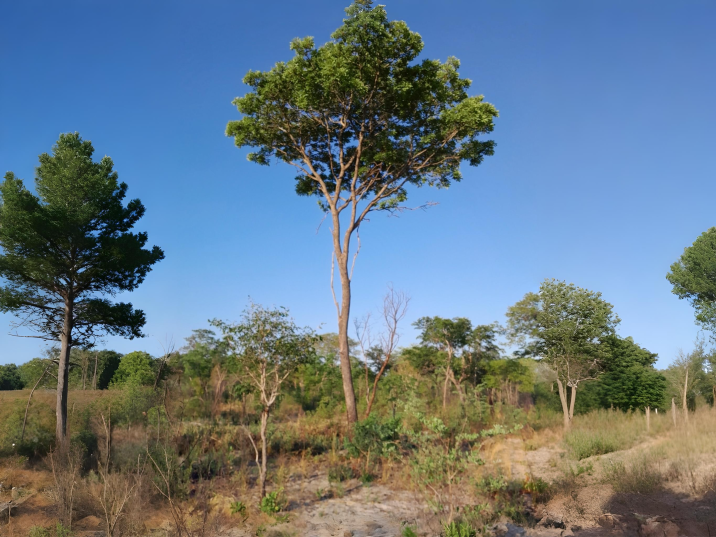 Pterocarpus angolensis