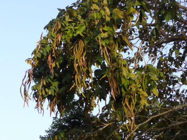 Markhamia tomentosa