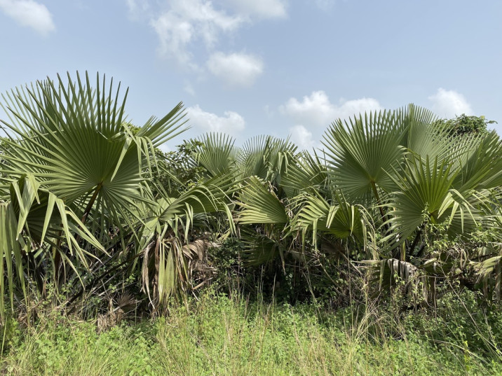 Borassus aethiopum