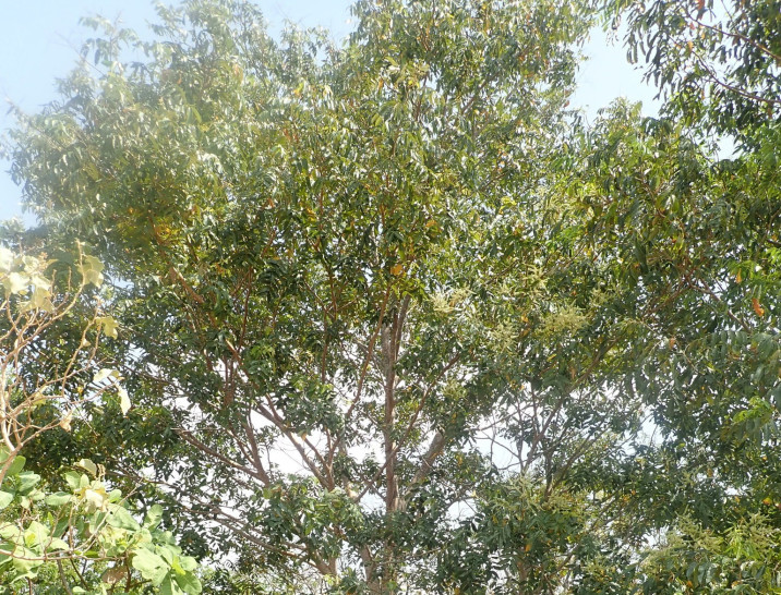 Tachigali spp.