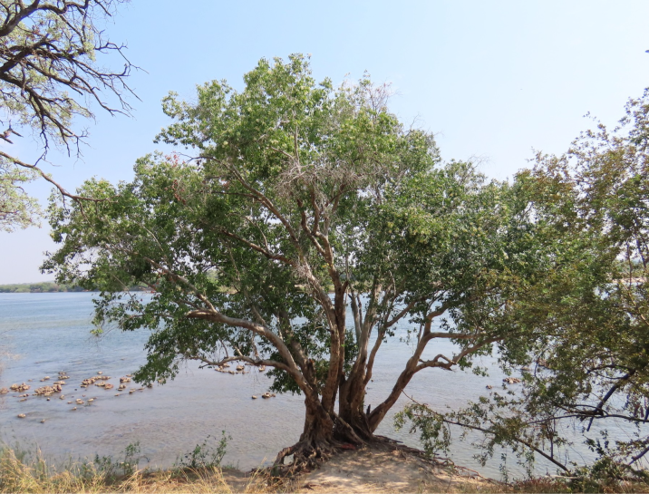 Syzygium guineense