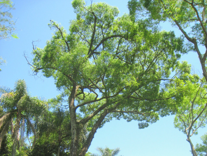 Cariniana legalis