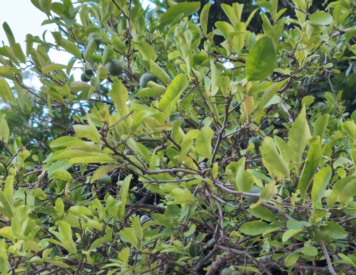 Citrus aurantiifolia