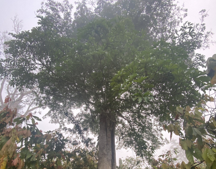 Alstonia boonei