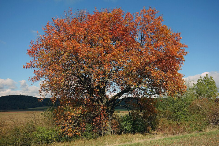Sorbus torminalis