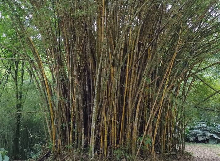 Bambusa vulgaris