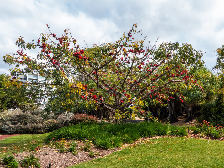 Bombax ceiba