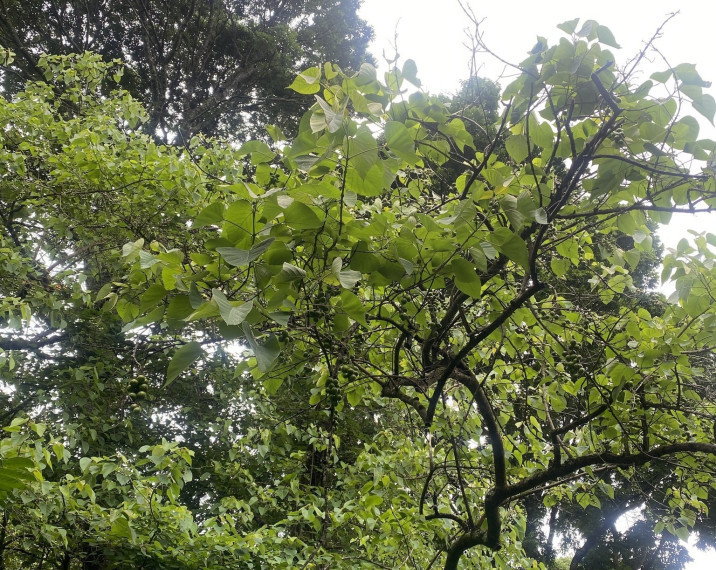 Gmelina arborea