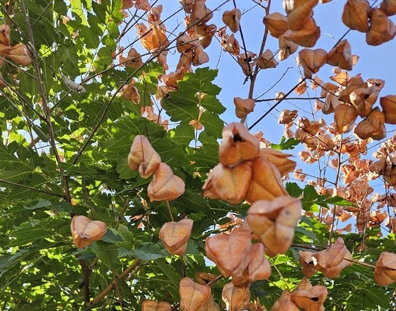 Koelreuteria paniculata