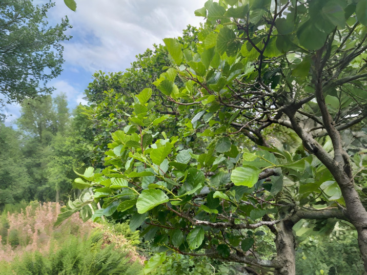 Alnus glutinosa