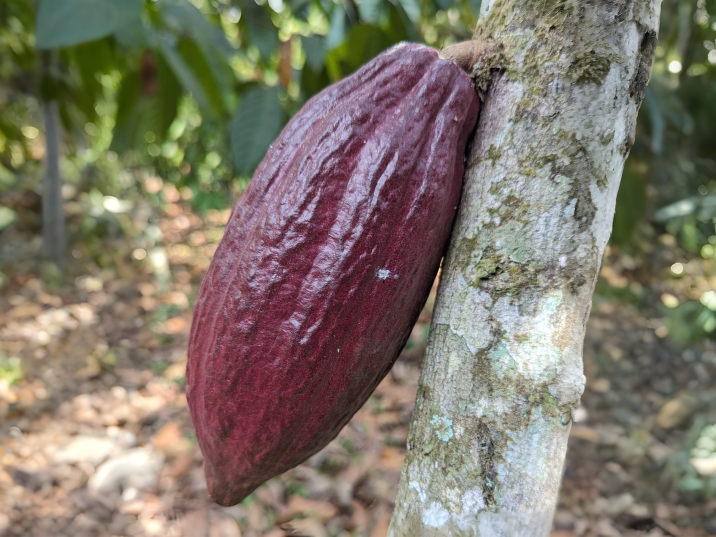 Theobroma cacao