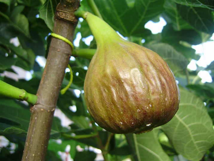 Ficus carica