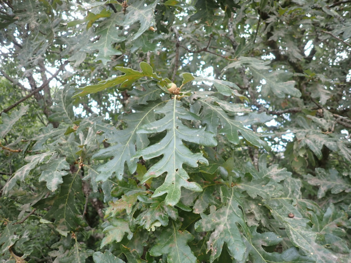 Quercus pyrenaica