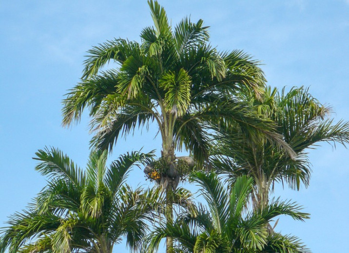 Bactris gasipaes