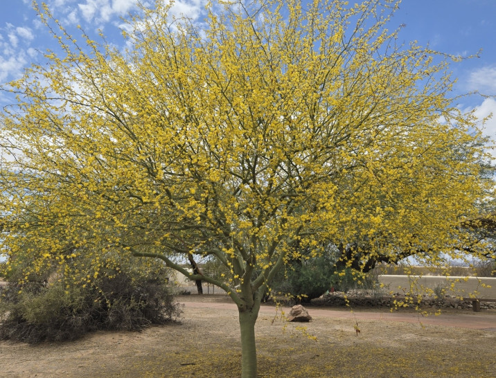 Parkinsonia praecox