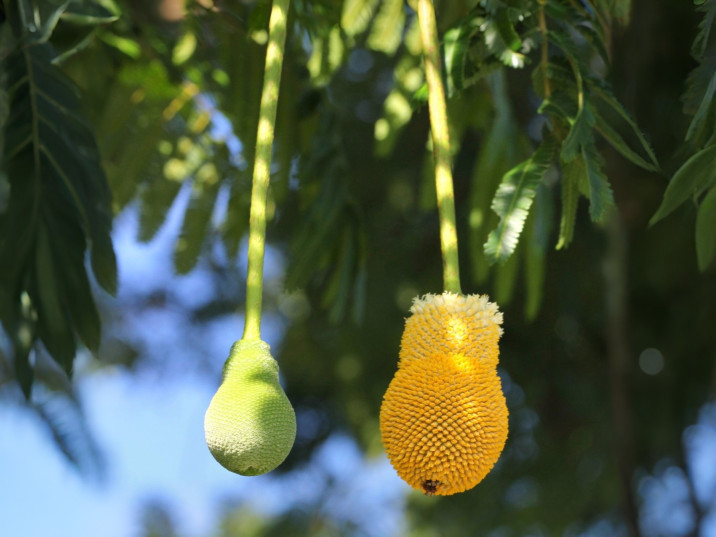 Parkia speciosa