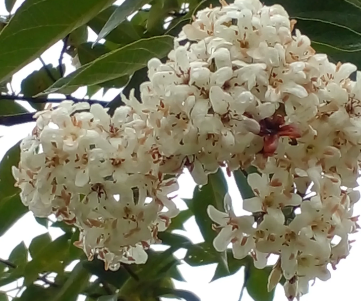 Cordia trichotoma