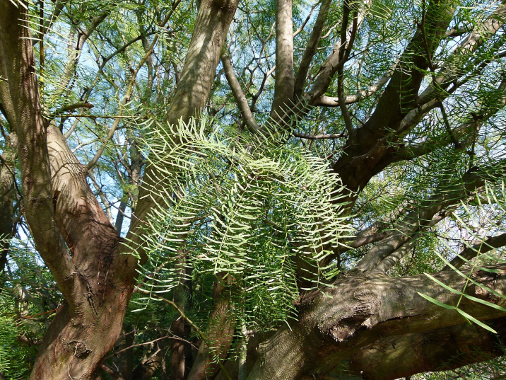 Prosopis chilensis