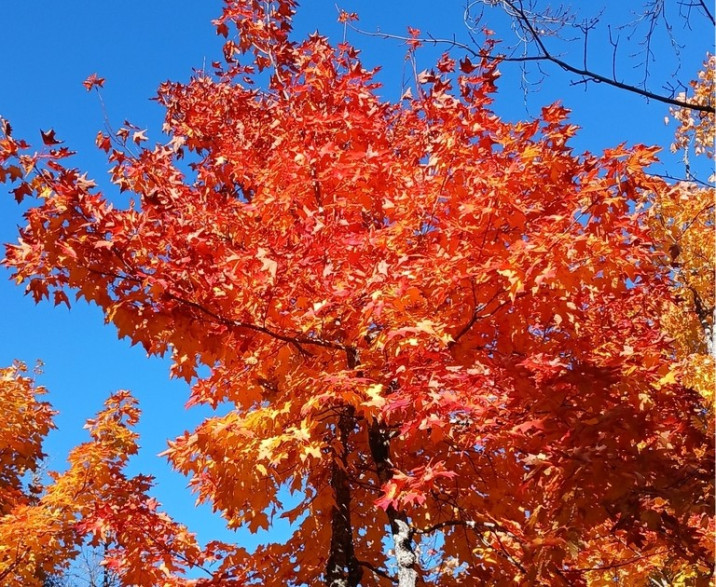Acer saccharum
