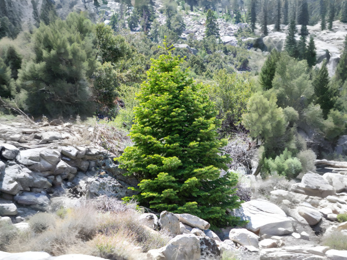 Abies concolor