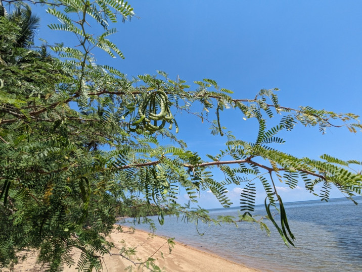 Prosopis juliflora