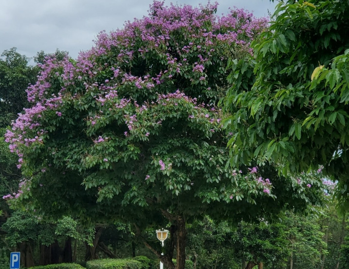 Lagerstroemia speciosa