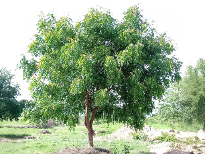 Azadirachta indica